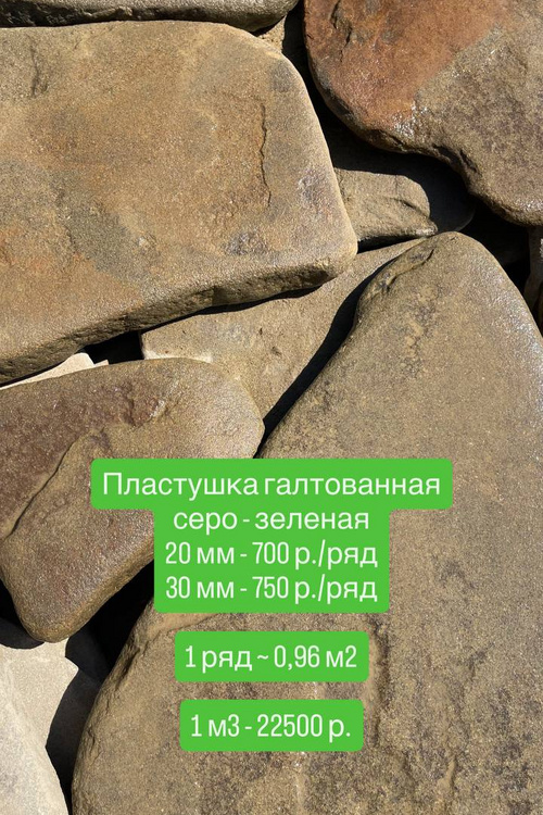 Пластушка галтованная серо-зеленая